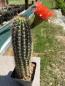 Preview: Echinopsis Hybr. orange/rot